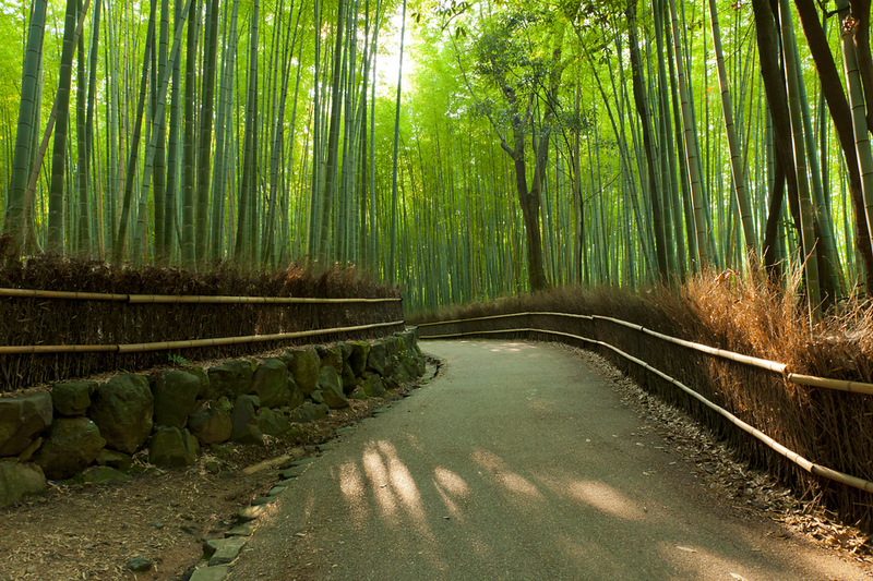 A towering bamboo grove in Arashiyama